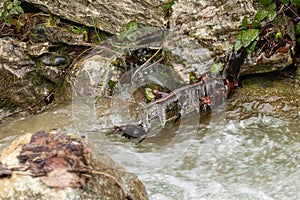 Braches covered in ice