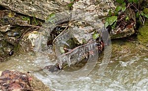 Braches covered in ice