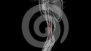 The brachial artery is the chief artery supplying blood to the arm, forearm, and hand