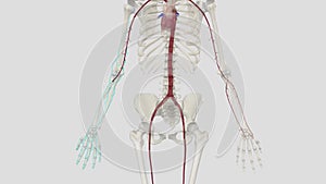 The brachial artery is the major blood vessel supplying blood to your arms