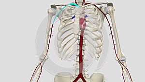 The brachial artery is the major blood vessel supplying blood to your arms