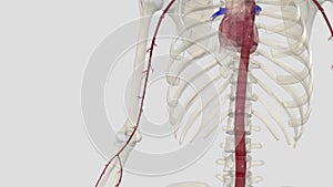 The brachial artery is the major blood vessel supplying blood to your arms