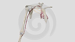 The brachial artery is the major blood vessel supplying blood to your arms