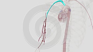 The brachial artery runs along the front part of your bicep.