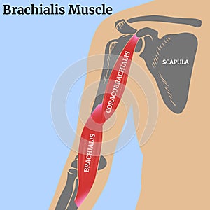 Brachial muscle. Medical poster with a human torso and bones of the shoulder girdle