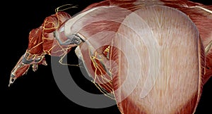 The brachial plexus is the network of nerves that sends signals from the spinal cord to the shoulder, arm and hand