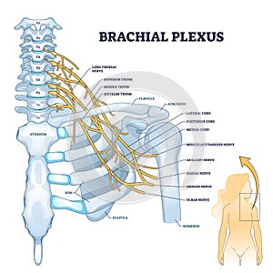 Brachial plexus network of nerves in the shoulder structure outline concept