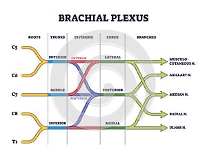 Brachial plexus shoulder nerves network medical division outline concept