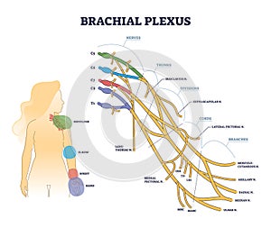 Brachial plexus structure as isolated shoulder nerves network outline concept