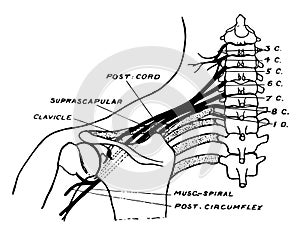 Brachial Plexus, vintage illustration