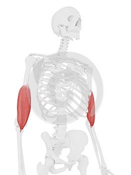 The Brachialis