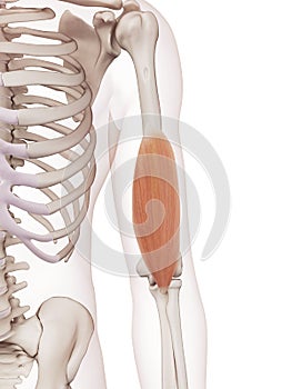 The brachialis