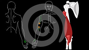 Brachialis muscle. Trigger points in the arm