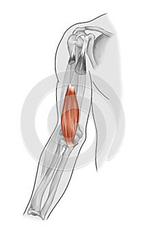 Brachialis muscles photo