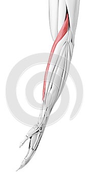 The  brachioradialis