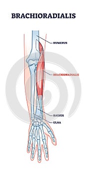 Brachioradialis muscle medical location with anatomical bones outline diagram