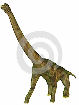 Brachiosaurus photo