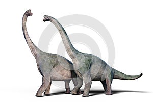 Brachiosaurus altithorax couple 3d render isolated on white background
