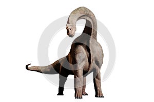 Brachiosaurus altithorax dinosaur 3d illustration isolated on white background