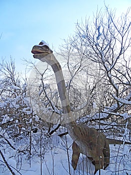 Brachiosaurus altithorax from the Late Jurassic