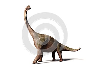 Brachiosaurus altithorax from the Late Jurassic 3d illustration isolated on white background