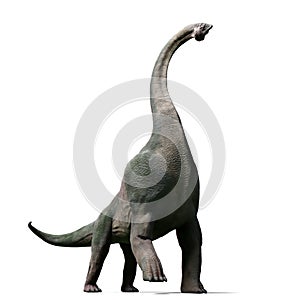 Brachiosaurus altithorax from the Late Jurassic 3d illustration isolated on white background