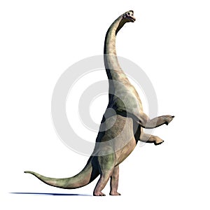 Brachiosaurus altithorax from the Late Jurassic in action 3d illustration isolated with shadow on white background