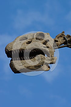 Brachiosaurus - Brachiosaurus altithorax