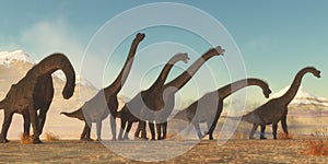 Brachiosaurus Dinosaur Herd photo