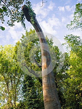 Brachiosaurus feeds on the leaves of the forest trees