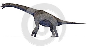 Brachiosaurus Herbivorous dinosaur side photo