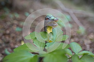 Brachiosaurus toy in the nature