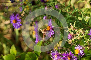 Brachodes appendiculata. Brachodidae moth collect nectar on Aster flowers under the autumn sun in the garden