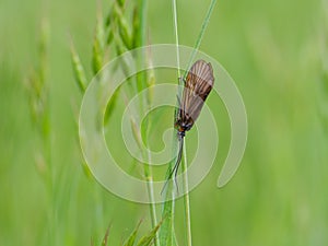 Brachycentrus montanus, caddisfly insect in grass