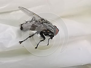 Brachycera or fly on a white background close up