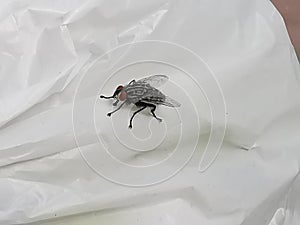 Brachycera or fly on a white background close up