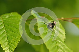 Brachycera pairing on a leaf