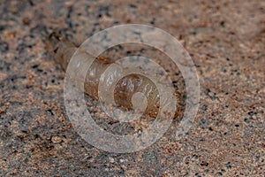 Brachyceran Fly Larva