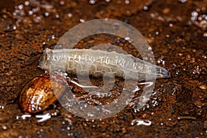 Brachyceran Fly Larva