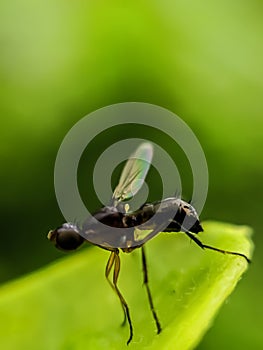 The Brachyceran infraorder Muscomorpha is a large and diverse group of flies, containing the bulk of the Brachycera,