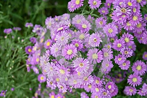 Brachycome multifida or another name is Daisy, purple is a biennial plant. Short loose, well-drained soil like age and sunlight. photo