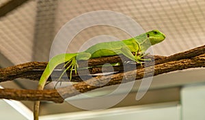 Brachylophus Fasciatus or Lau Banded Iguana