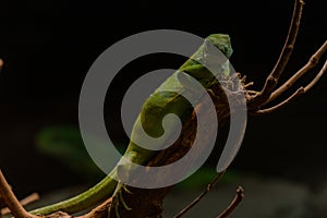 Brachylophus fasciatus, the Lau banded iguana, is an arboreal species of lizard endemic to the Lau Islands