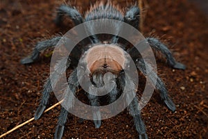 Brachypelma albiceps spider close up