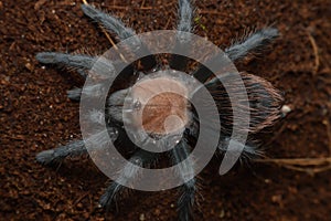 Brachypelma albiceps spider close up