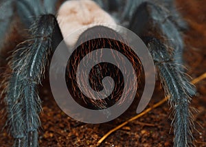 Brachypelma albiceps spider close up