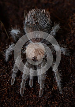 Brachypelma albiceps spider close up