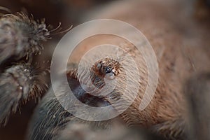 Brachypelma albiceps spiders eyes close up