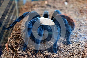 Brachypelma albiceps Tarantula