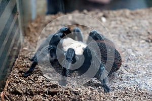 Brachypelma albiceps	Tarantula